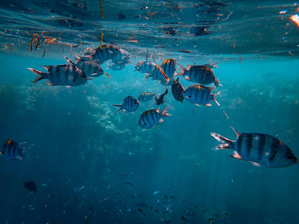Vibrant school of Sergeant Major fish swimming underwater in clear ocean water during daylight.